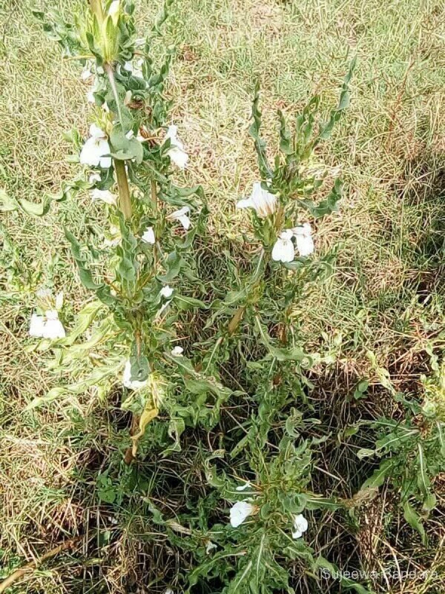 Hygrophila auriculata (Schumach.) Heine